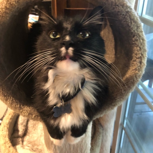 Meet your Posher, Elizabeth - Picture 5 of 6